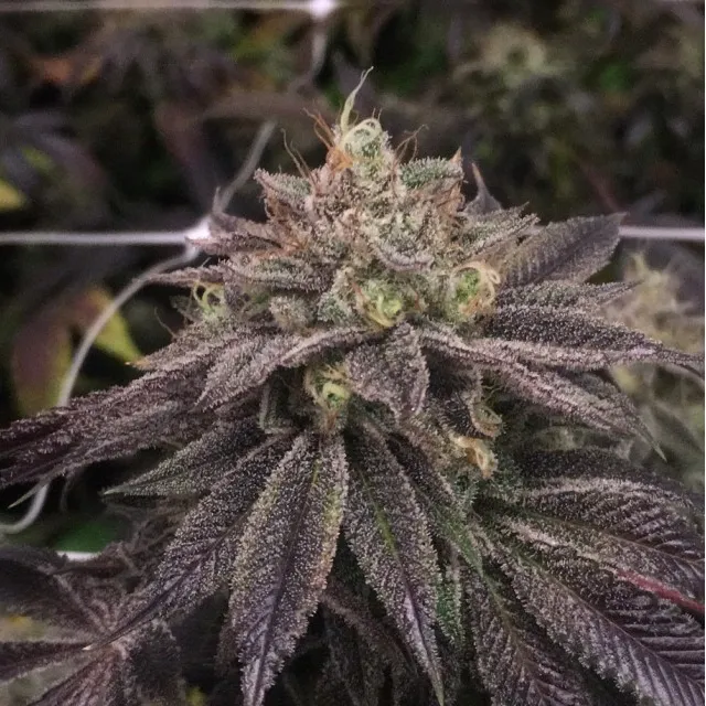 PhenoFinder Seeds - Starcake